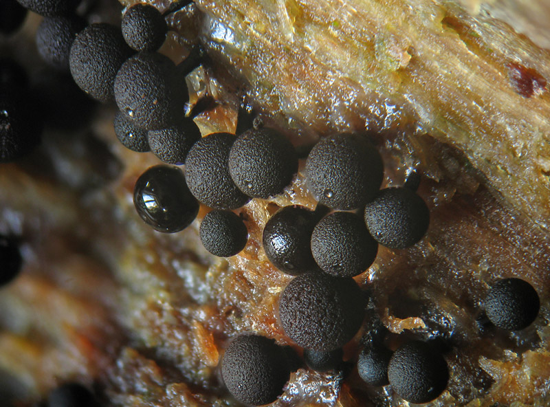 Enerthenema papillatum